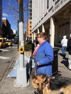Blind pedestrian uses APS to cross the street Audrey Schading with her guide dog Dama uses Manhattan's northernmost talking walk signal on the corner of W. 65th St. and Columbus Ave.